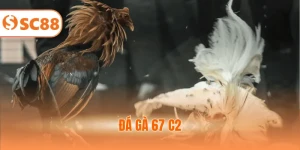 Khám Phá Đá Gà 67 C2 - Giải Đấu Quy Mô Lớn, Kịch Tính